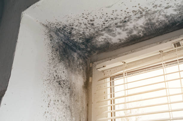 Trusted Mold Inspection service in Ho-Ho-Kus, NJ - Cheap Mold Removal